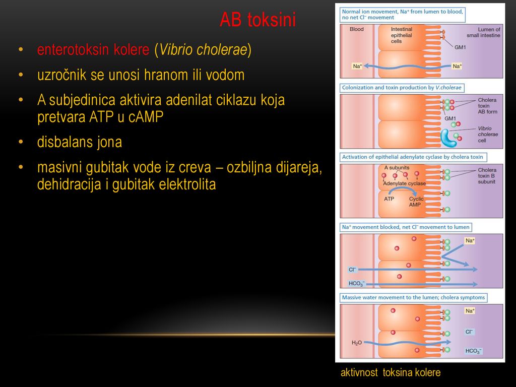 ANTIMIKROBNI AGENSI I PATOGENOST MIKROORGANIZAMA - Ppt κατέβασμα