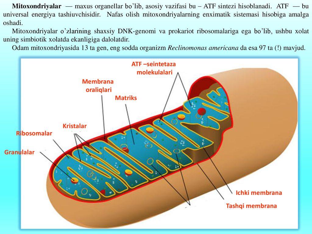 Mitoxondriyalar — maxus organellar bo’lib, asosiy vazifasi bu – ATF sintezi hisoblanadi. ATF — bu universal energiya tashiuvchisidir. Nafas olish mitoxondriyalarning enximatik sistemasi hisobiga amalga oshadi.
