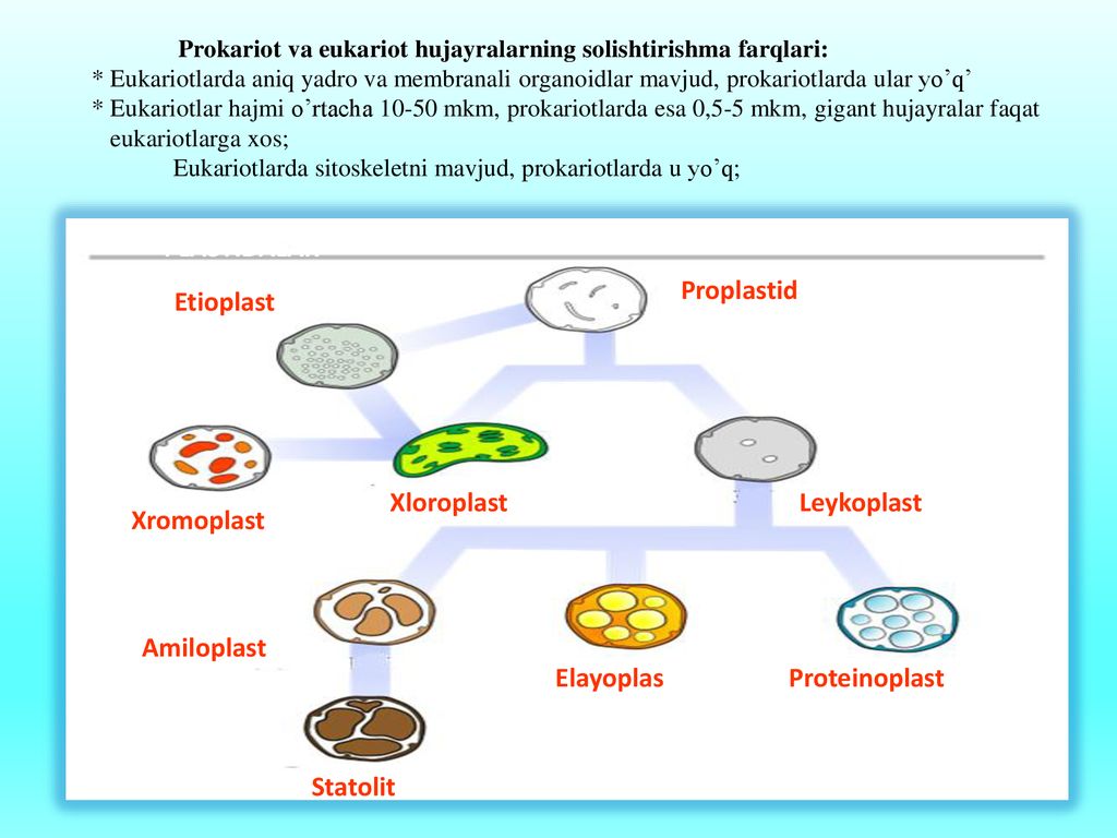 PLASTIDALAR Etioplast Proplastid Xromoplast Xloroplast Leykoplast
