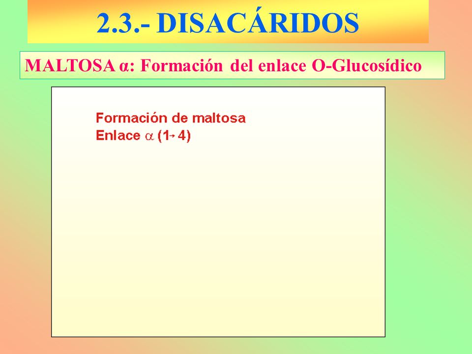 2.3.- DISACÁRIDOS MALTOSA α: Formación del enlace O-Glucosídico