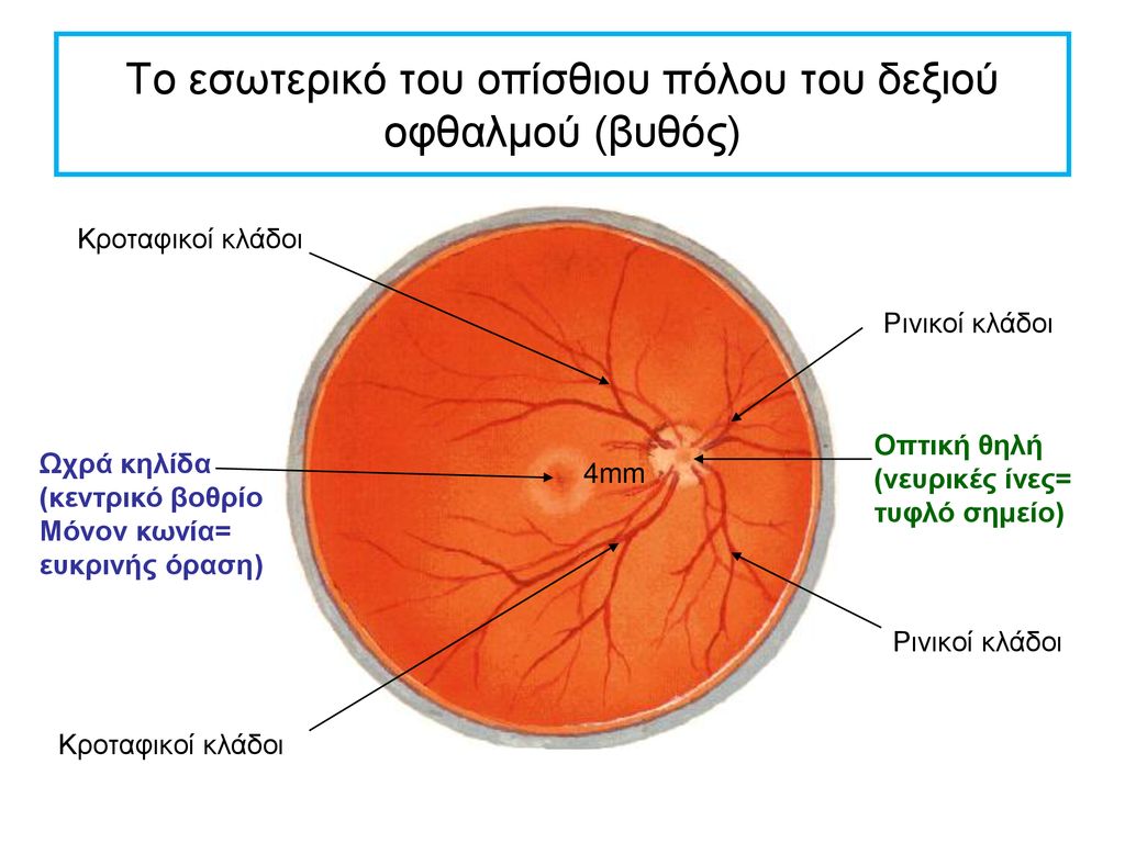 Το εσωτερικό του οπίσθιου πόλου του δεξιού οφθαλμού (βυθός)