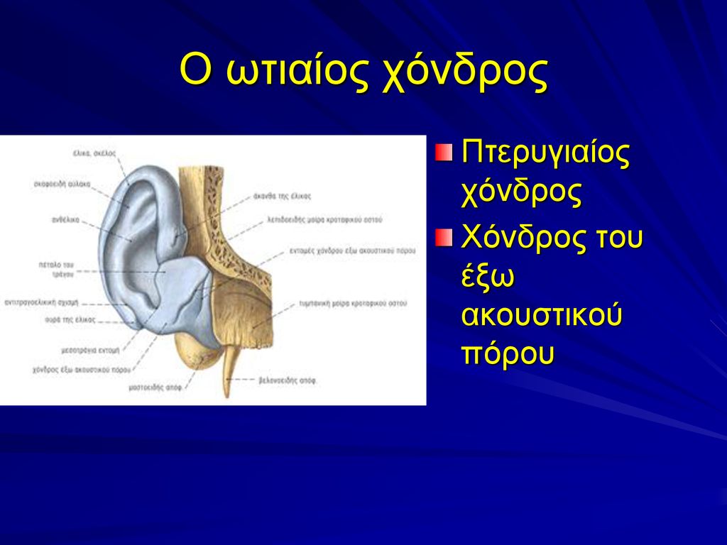 Ο ωτιαίος χόνδρος Πτερυγιαίος χόνδρος Χόνδρος του έξω ακουστικού πόρου