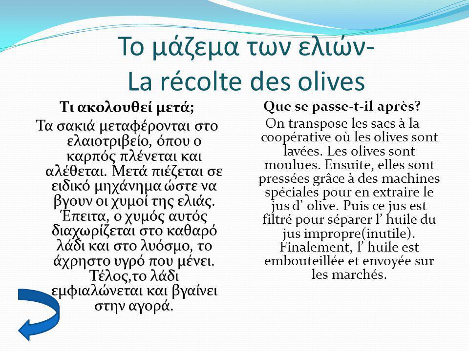 Το μάζεμα των ελιών- La récolte des olives