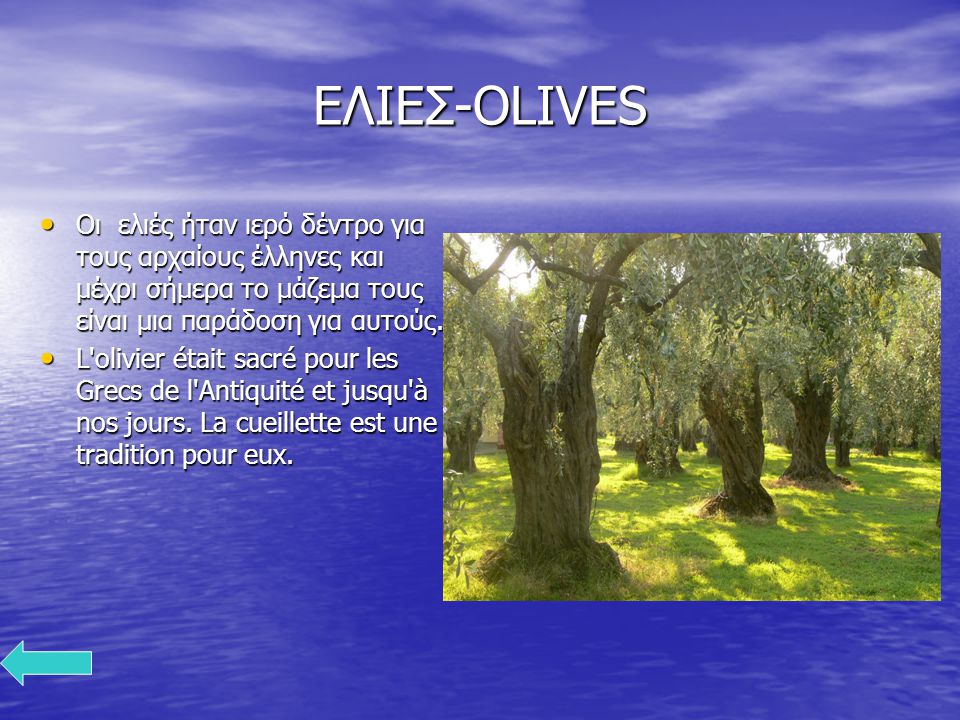 ΕΛΙΕΣ-OLIVES Οι ελιές ήταν ιερό δέντρο για τους αρχαίους έλληνες και μέχρι σήμερα το μάζεμα τους είναι μια παράδοση για αυτούς.