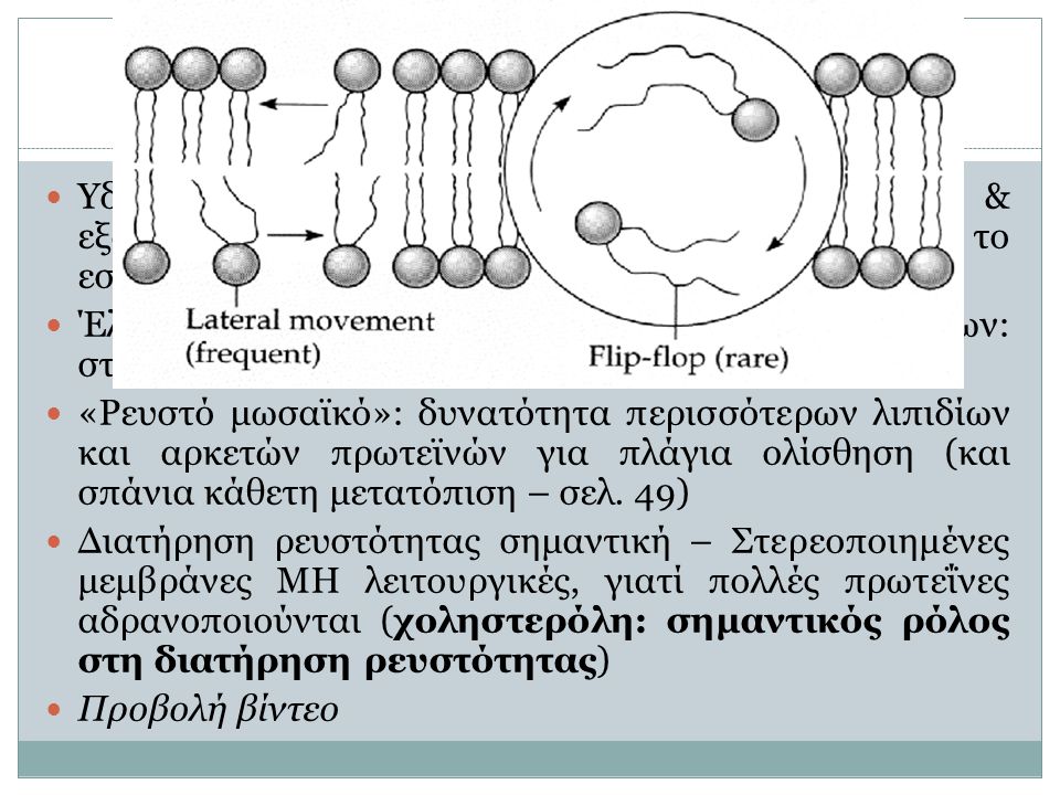 Δομή πλασματικής μεμβράνης (2)