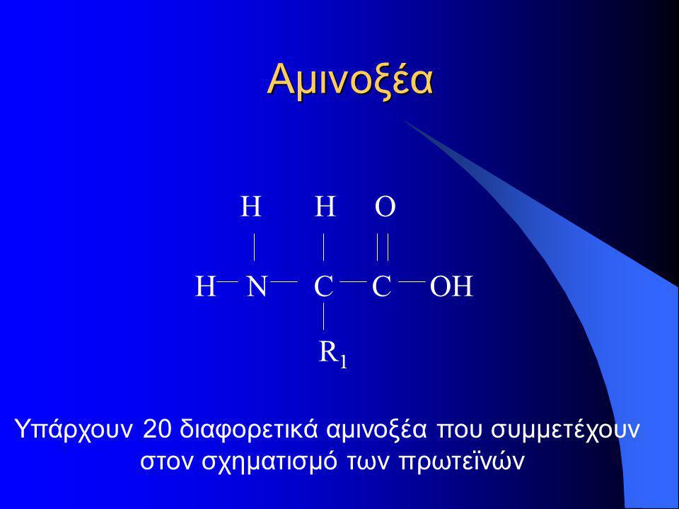 Αμινοξέα H H O. Η Ν C C OH R1. Υπάρχουν 20 διαφορετικά αμινοξέα που συμμετέχουν.