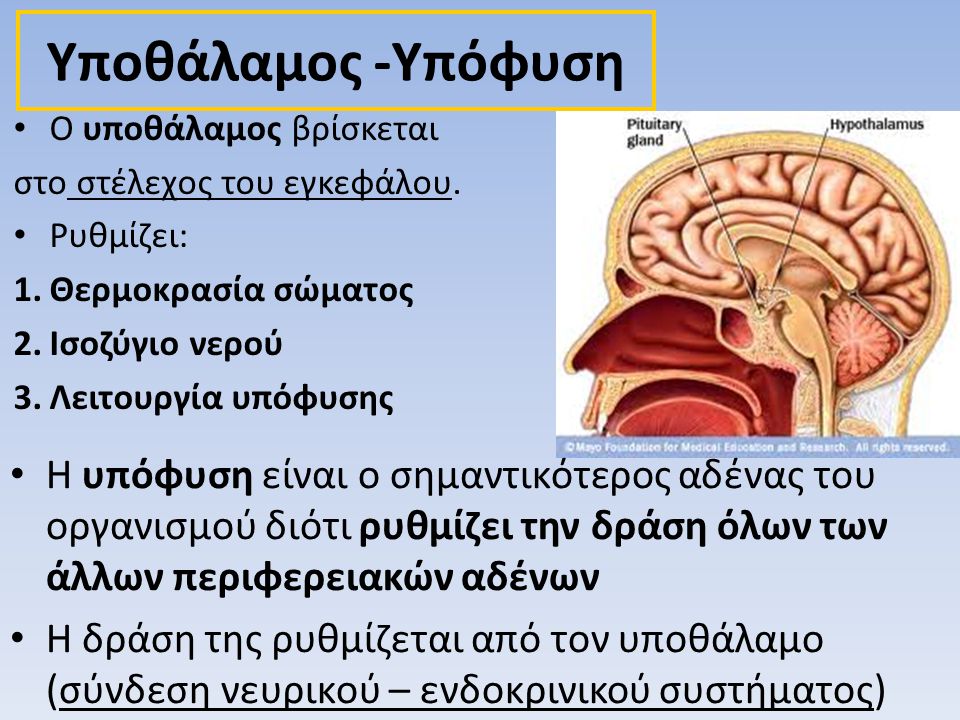 Υποθάλαμος -Υπόφυση Ο υποθάλαμος βρίσκεται. στο στέλεχος του εγκεφάλου. Ρυθμίζει: Θερμοκρασία σώματος.