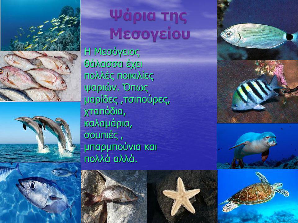 Ψάρια της Μεσογείου