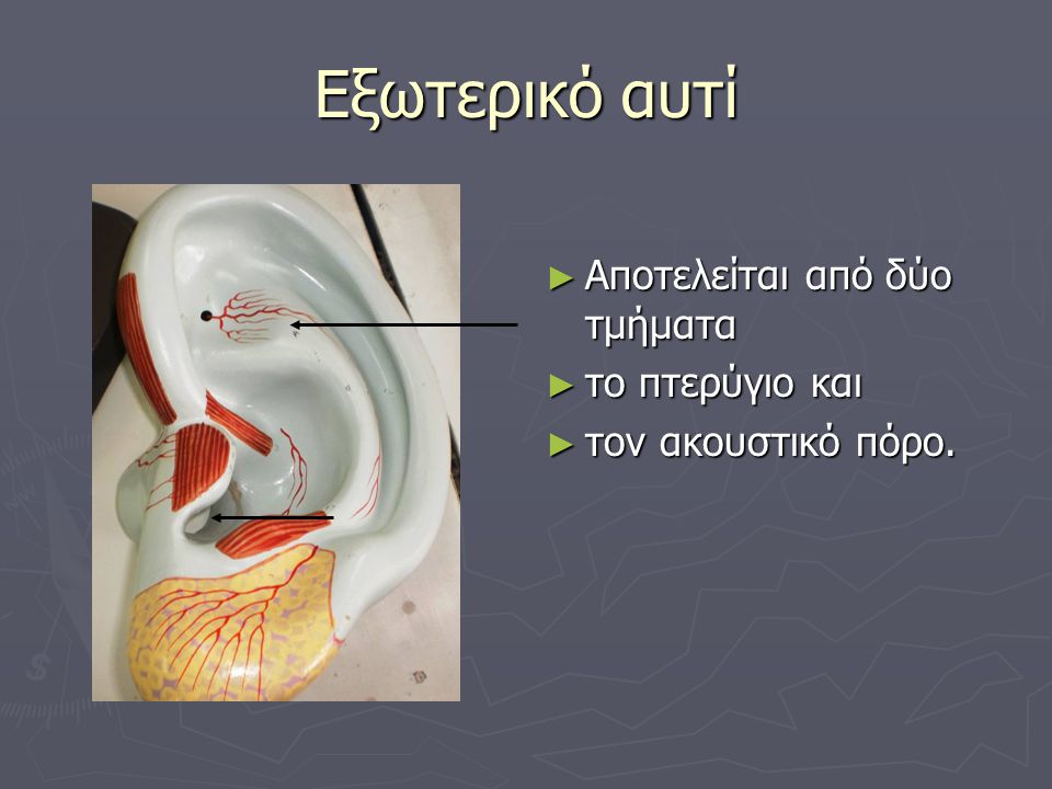 Εξωτερικό αυτί Αποτελείται από δύο τμήματα το πτερύγιο και