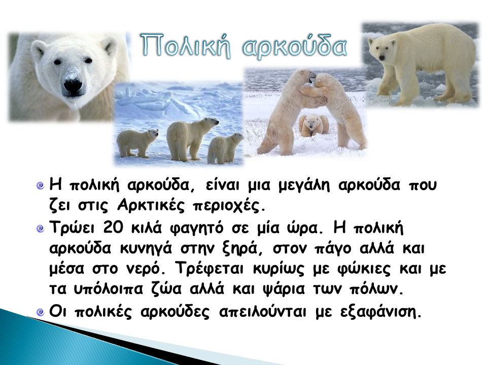 Πολική αρκούδα Η πολική αρκούδα, είναι μια μεγάλη αρκούδα που ζει στις Αρκτικές περιοχές.