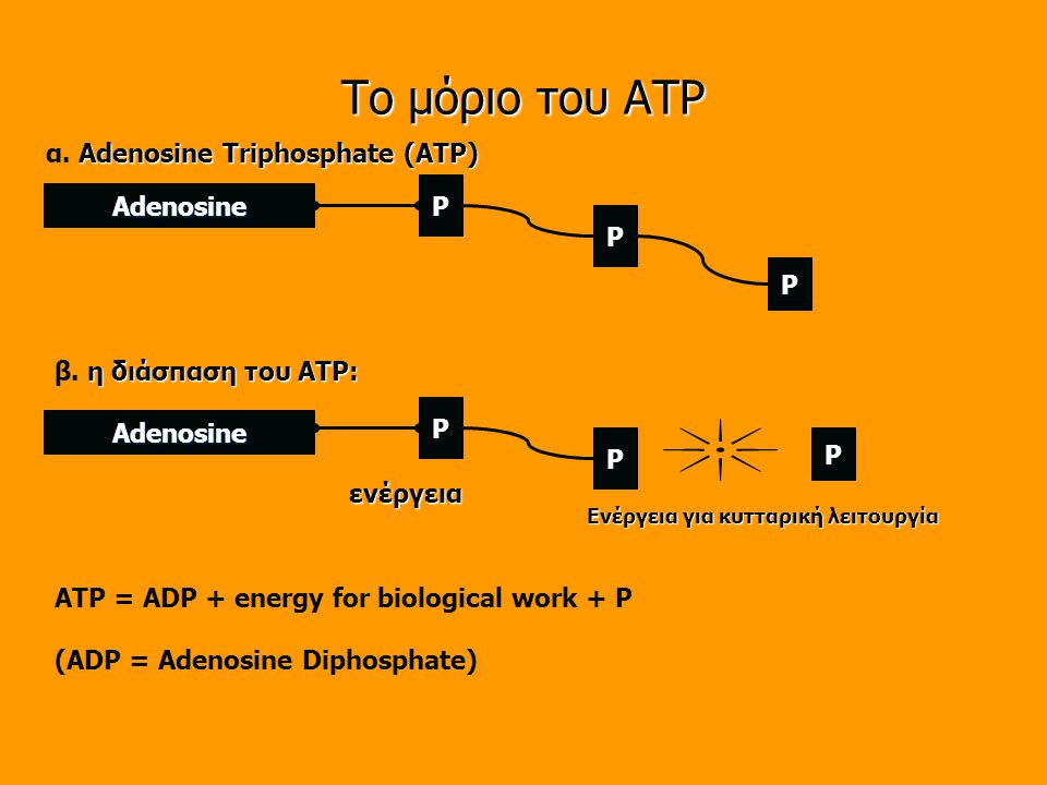 Το μόριο του ATP α. Adenosine Triphosphate (ATP) P Adenosine P P
