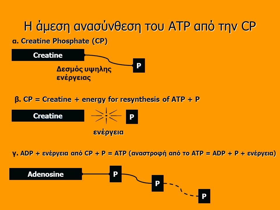 Η άμεση ανασύνθεση του ATP από την CP