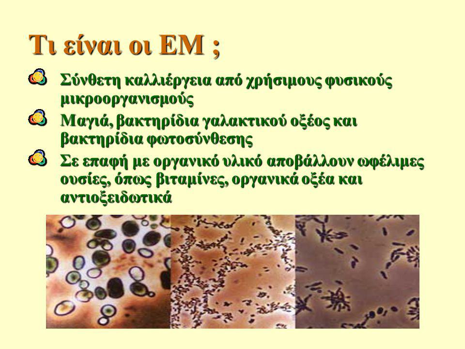 Τι είναι οι ΕΜ ; Σύνθετη καλλιέργεια από χρήσιμους φυσικούς μικροοργανισμούς. Μαγιά, βακτηρίδια γαλακτικού οξέος και βακτηρίδια φωτοσύνθεσης.