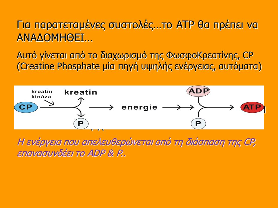 Όταν χρησιμοποιείται το ATP – ανασυντίθεται καθ’όσον υπάρχει CP