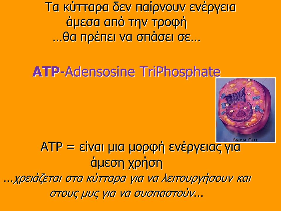 Τα κύτταρα δεν παίρνουν ενέργεια άμεσα από την τροφή …θα πρέπει να σπάσει σε… ATP-Adensosine TriPhosphate ATP = είναι μια μορφή ενέργειας για άμεση χρήση …χρειάζεται στα κύτταρα για να λειτουργήσουν και στους μυς για να συσπαστούν…