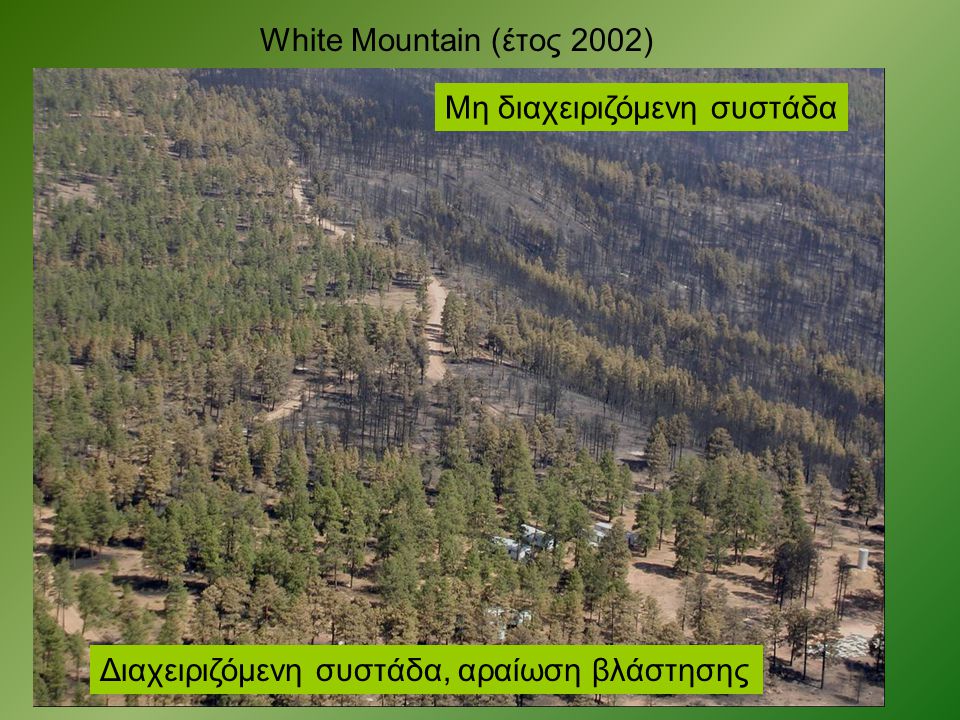 White Mountain (έτος 2002) Μη διαχειριζόμενη συστάδα Διαχειριζόμενη συστάδα, αραίωση βλάστησης