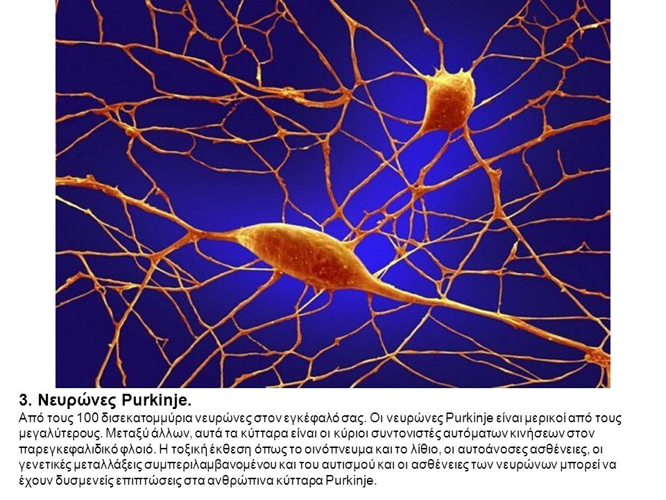 3. Νευρώνες Purkinje.