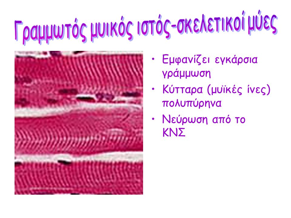 Γραμμωτός μυικός ιστός-σκελετικοί μύες