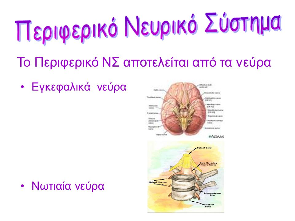 Περιφερικό Νευρικό Σύστημα