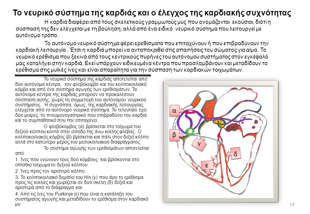 Το νευρικό σύστημα της καρδιάς και ο έλεγχος της καρδιακής συχνότητας