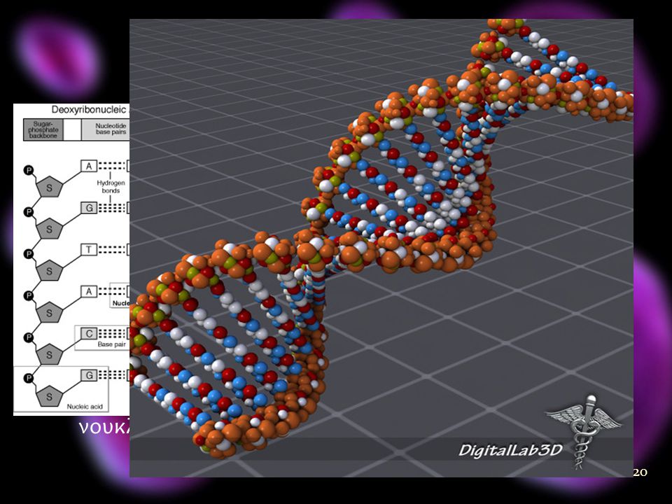 ΔΟΜΗ ΝΟΥΚΛΕΟΤΙΔΙΩΝ Πεντόζη (σάκχαρο με 5C) – Φωσφορικό οξύ – Οργανική αζωτούχος βάση. Πεντόζη: δεσοξυριβόζη (DNA) – ριβόζη (RNA)