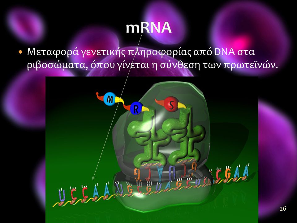 mRNA Μεταφορά γενετικής πληροφορίας από DNA στα ριβοσώματα, όπου γίνεται η σύνθεση των πρωτεϊνών.