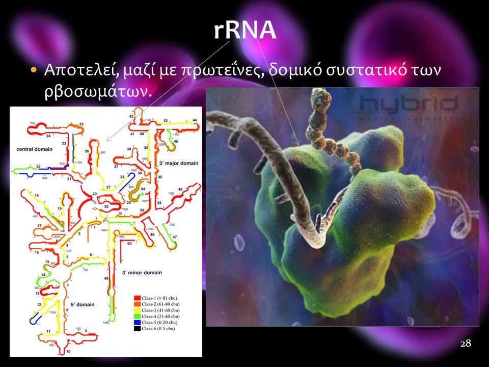 rRNA Αποτελεί, μαζί με πρωτεΐνες, δομικό συστατικό των ρβοσωμάτων.