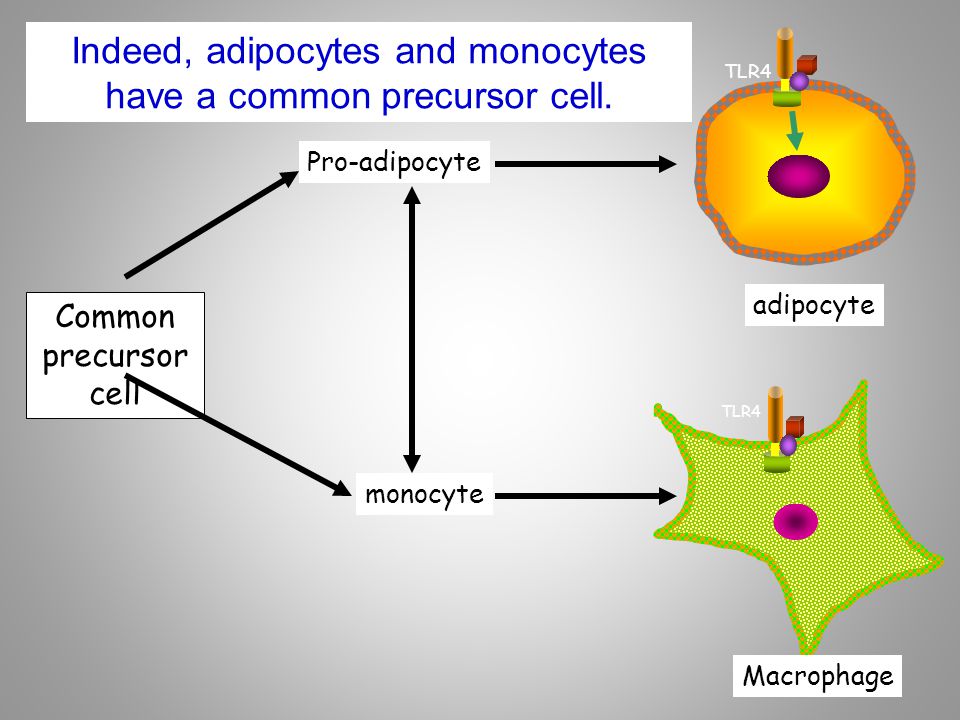 Indeed, adipocytes and monocytes have a common precursor cell.