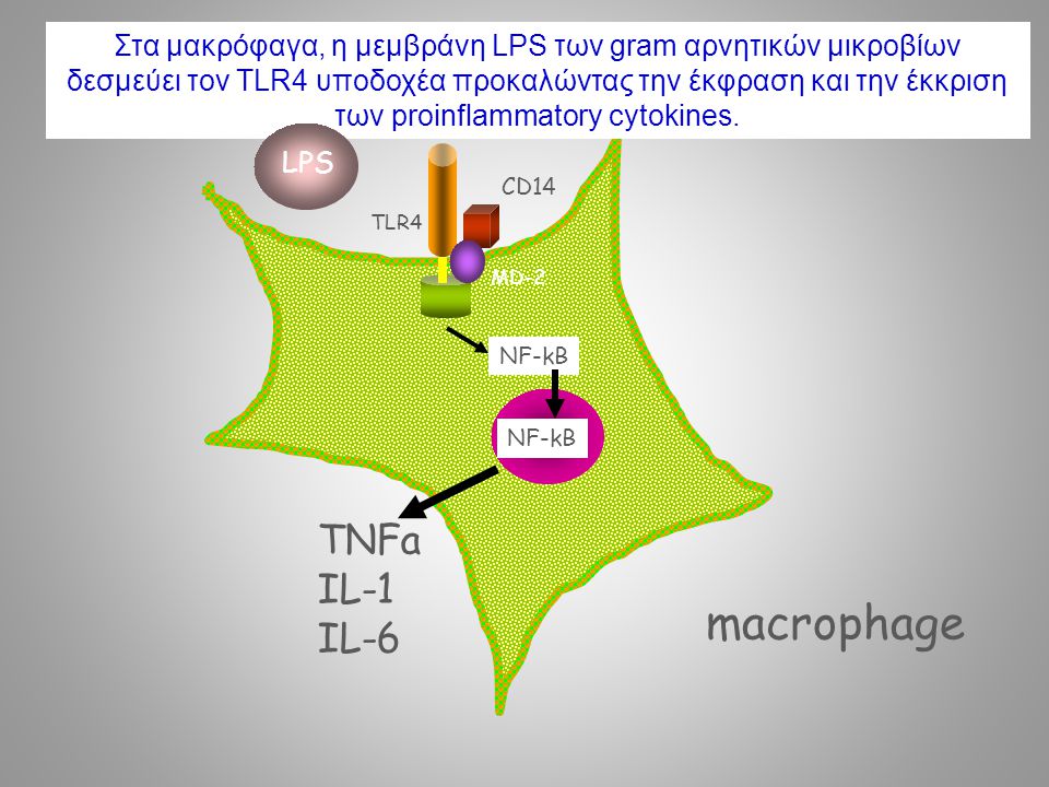 macrophage TNFa IL-1 IL-6