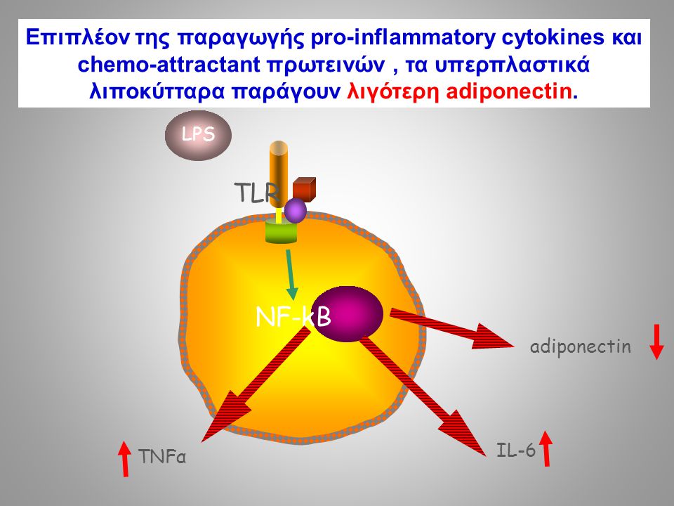Επιπλέον της παραγωγής pro-inflammatory cytokines και chemo-attractant πρωτεινών , τα υπερπλαστικά λιποκύτταρα παράγουν λιγότερη adiponectin.