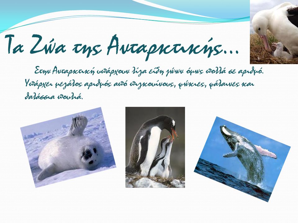 Τα Ζώα της Ανταρκτικής...