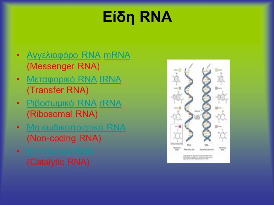 Είδη RNA Αγγελιοφόρο RNA mRNA (Messenger RNA)