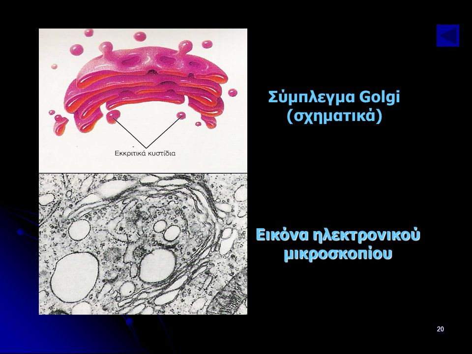 Σύμπλεγμα Golgi (σχηματικά) Εικόνα ηλεκτρονικού μικροσκοπίου