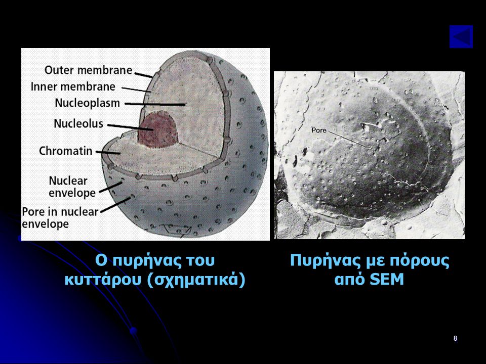 Ο πυρήνας του κυττάρου (σχηματικά) Πυρήνας με πόρους από SEM
