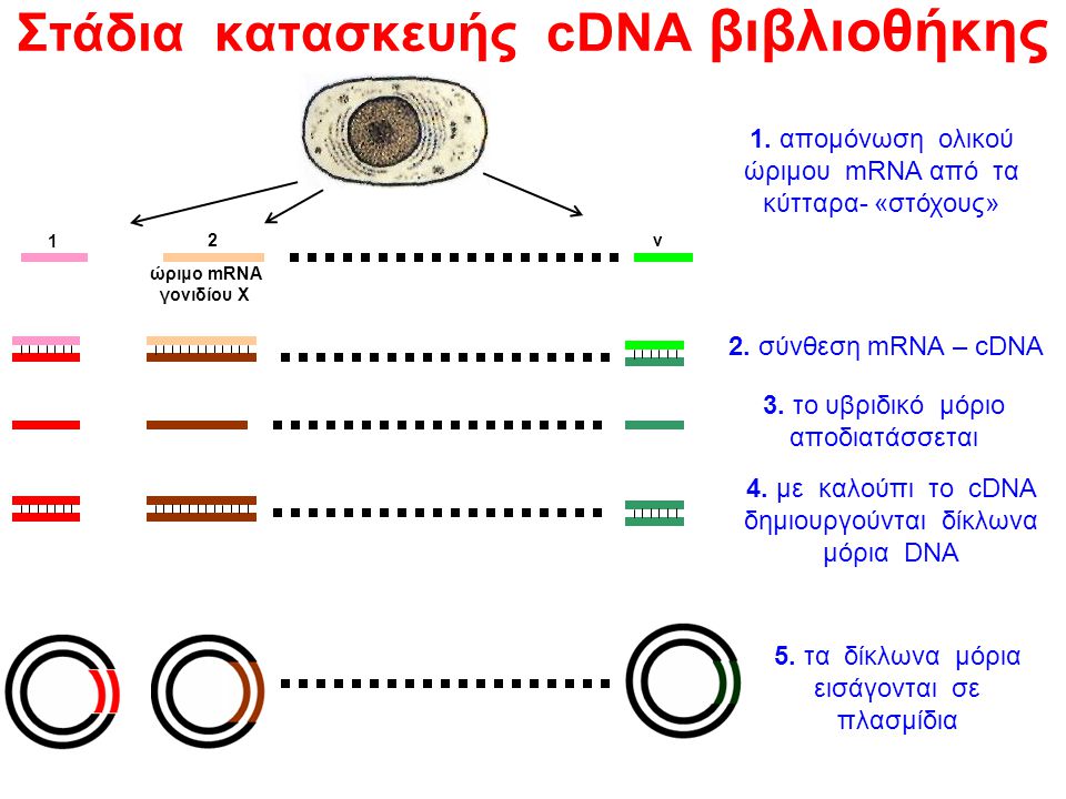 Στάδια κατασκευής cDNA βιβλιοθήκης