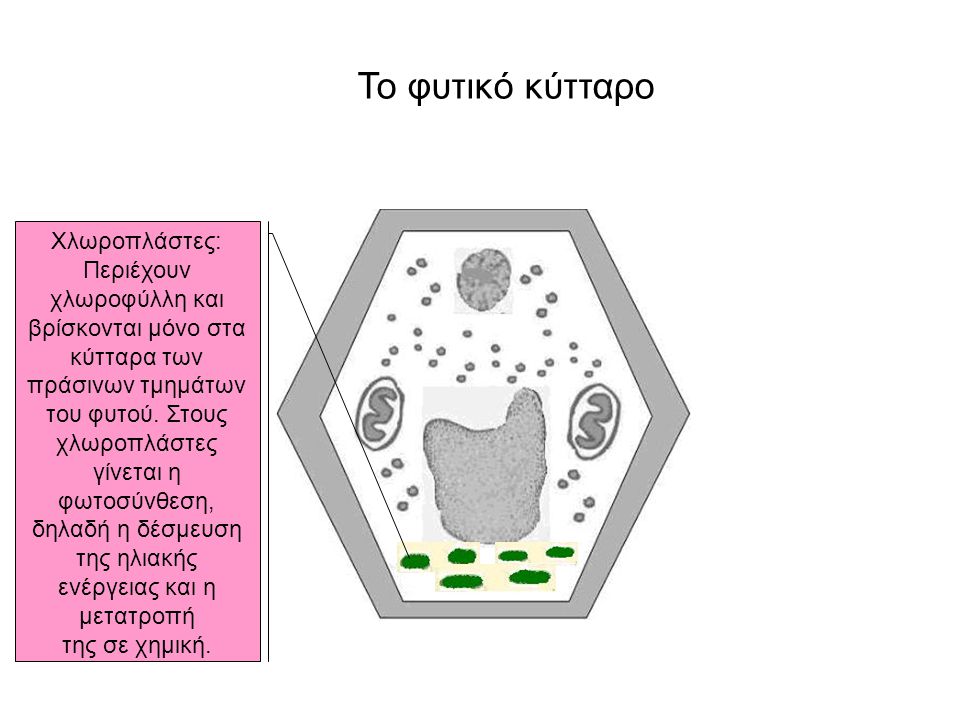Το φυτικό κύτταρο Χλωροπλάστες: Περιέχουν χλωροφύλλη και