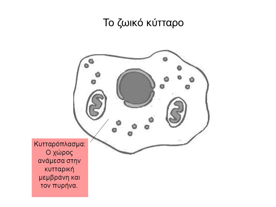 Κυτταρόπλασμα: Ο χώρος ανάμεσα στην κυτταρική μεμβράνη και τον πυρήνα.