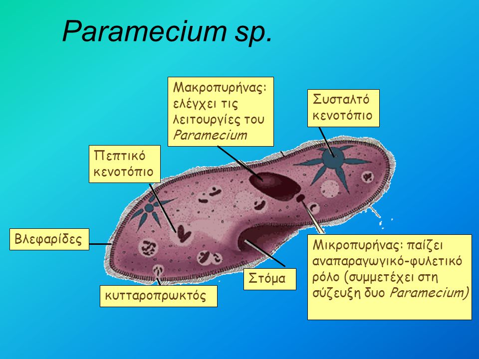 Paramecium sp. Μακροπυρήνας: ελέγχει τις λειτουργίες του Paramecium