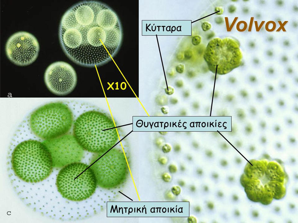 Volvox Κύτταρα X10 Θυγατρικές αποικίες Μητρική αποικία
