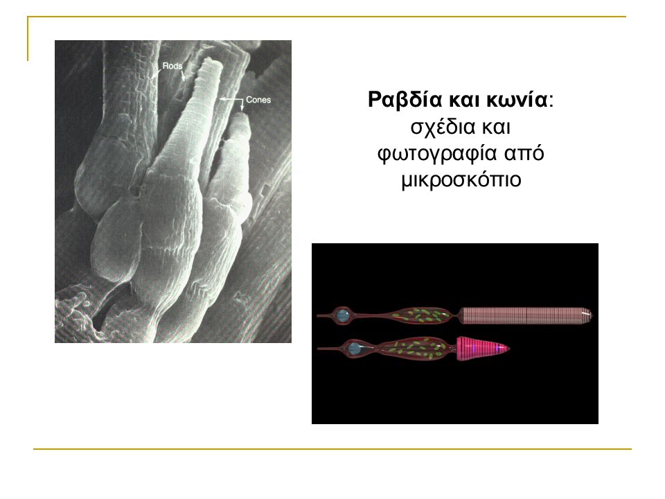 Ραβδία και κωνία: σχέδια και φωτογραφία από μικροσκόπιο