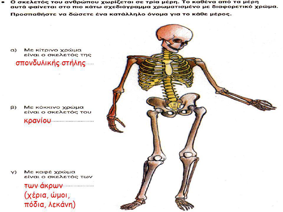 σπονδυλικής στήλης κρανίου των άκρων (χέρια, ώμοι, πόδια, λεκάνη)