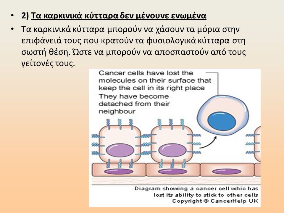 2) Τα καρκινικά κύτταρα δεν μένουνε ενωμένα