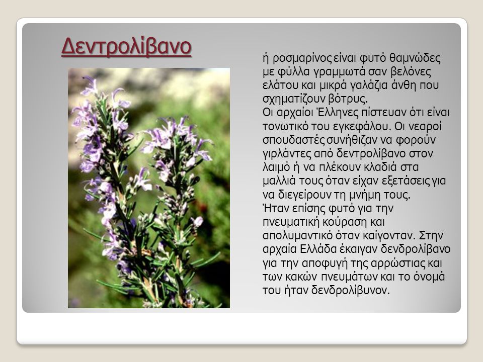 Δεντρολίβανο ή ροσμαρίνος είναι φυτό θαμνώδες με φύλλα γραμμωτά σαν βελόνες ελάτου και μικρά γαλάζια άνθη που σχηματίζουν βότρυς.