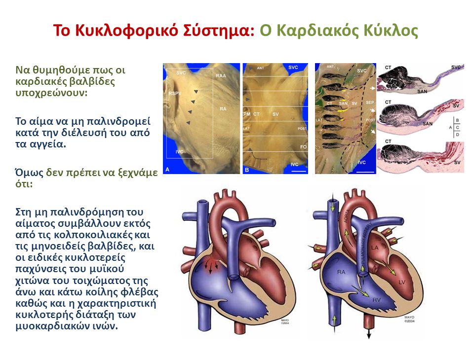 Το Κυκλοφορικό Σύστημα: Ο Καρδιακός Κύκλος