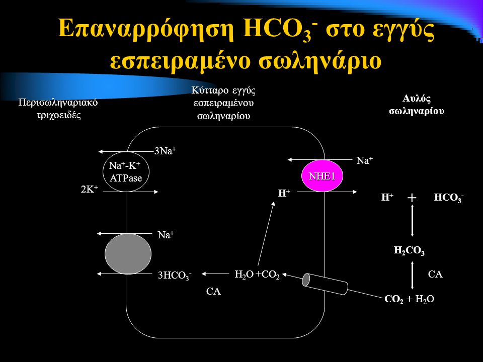 Επαναρρόφηση HCO3- στο εγγύς εσπειραμένο σωληνάριο