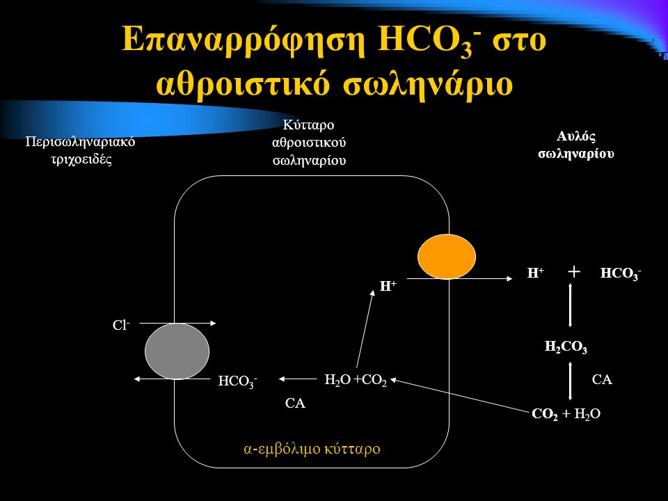 Επαναρρόφηση HCO3- στο αθροιστικό σωληνάριο