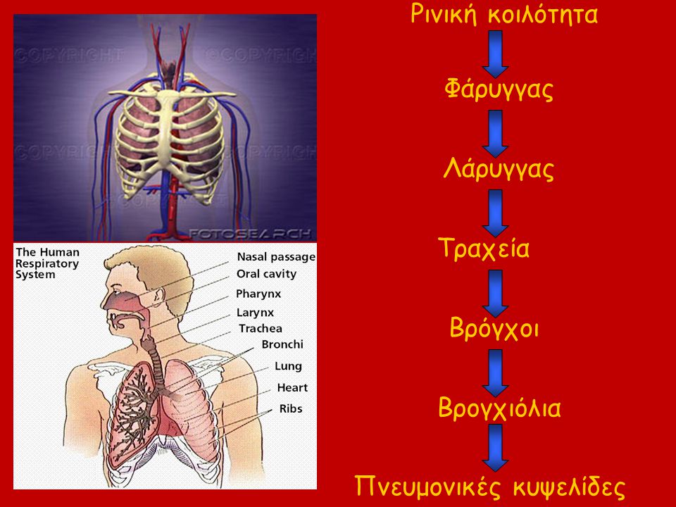 Πνευμονικές κυψελίδες