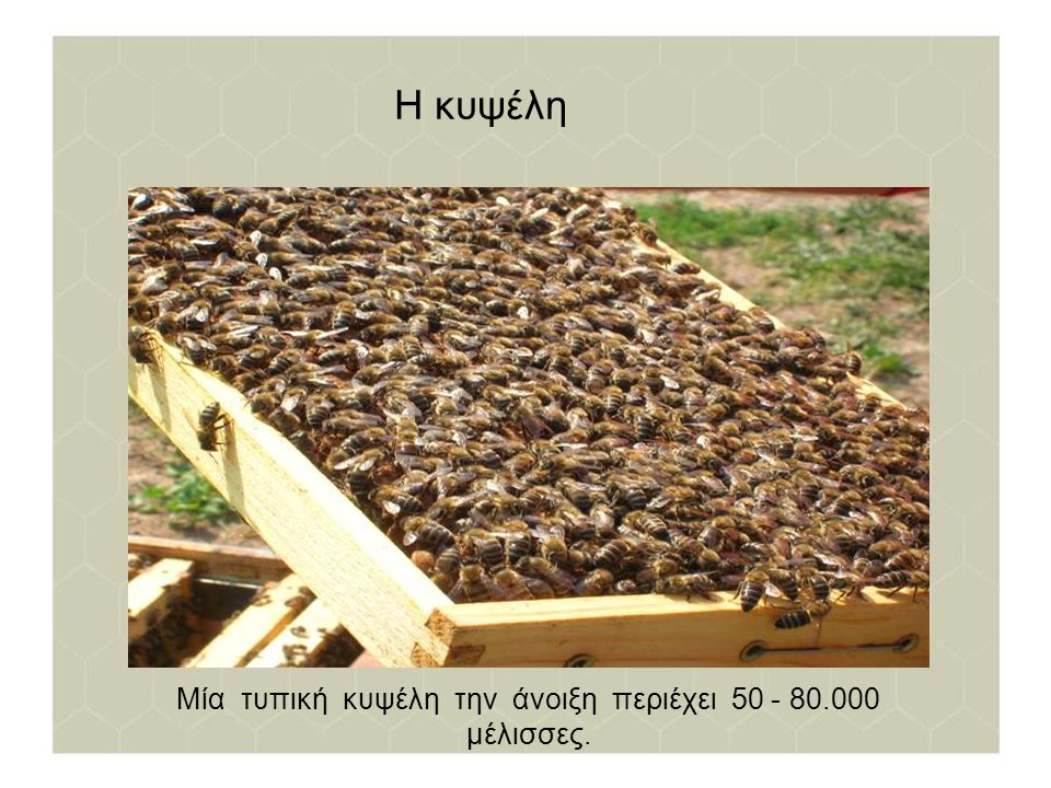Μία τυπική κυψέλη την άνοιξη περιέχει μέλισσες.