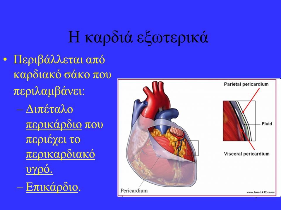 Η καρδιά εξωτερικά Περιβάλλεται από καρδιακό σάκο που περιλαμβάνει: