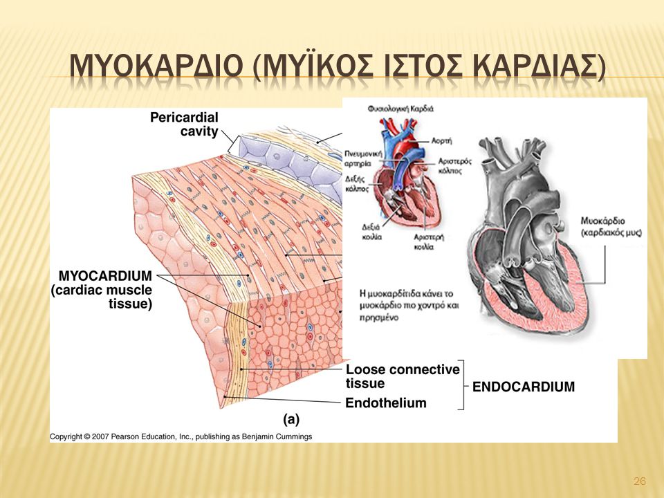 Μυοκαρδιο (μυϊκοσ ιστοσ καρδιασ)